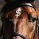 Illustration for article titled How Big Browns People Nearly Pulled Off Horse Racings Biggest Scam